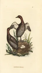 Dvergdykker, Tachybaptus ruficollis (liten svartkinnet dykker, Colymbus hebridicus?). Par på rede med tre egg. Håndkolorert kobberstikk av James Sowerby fra The British Miscellany, or Coloured figures of new, rare, or little known animal subjects.