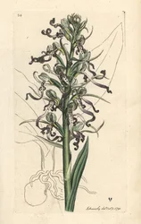 Øgleorkidé, Himantoglossum hircinum (øgle satyrion eller ochis, Satyrium hircinum). Håndfarget kobberstikk etter en illustrasjon av James Sowerby fra James Smith's English Botany, London