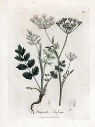Locage saxifrage - Burnet saxifrage, Pimpinella saxifraga. Håndfarget kobberstikk fra en botanisk illustrasjon av James Sowerby fra William Woodville og Sir William Jackson Hookers "" Medical Botany,"" John Bohn, London