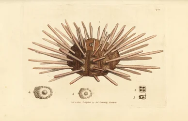 Langrygget skiferspennkråkebolle, Cidaris cidaris (Echinus cidaris). Håndfarget kobberstikk av James Sowerby fra The British Miscellany, eller fargede figurer av nye, sjeldne eller lite kjente dyreemner.