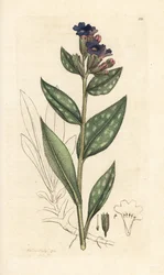 Lungwort, Pulmonaria officinalis (pulmonal) Håndfarget kobberstikk etter en illustrasjon av James Sowerby fra James Smith's English Botany, London