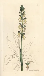 Manneorkidé, Orchis anthropophora (Grønnmannsorchis, Ophrys anthropophora). Håndfarget kobberstikk etter en illustrasjon av James Sowerby fra James Smith's English Botany, London