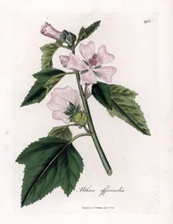Marshmallow officinale eller vill eller hvit lilla marshmallow, Althaea officinalis. Håndfarget kobberstikk fra en botanisk illustrasjon av James Sowerby fra William Woodville og Sir William Jackson Hookers "" Medical Botany,"" John Boh