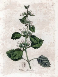 Melisse officinale eller melisse sitrongress - Vanlig balsam, Melissa officinalis. Håndfarget kobberstikk fra en botanisk illustrasjon av James Sowerby fra William Woodville og Sir William Jackson Hookers "" Medical Botany,"" John Bohn,