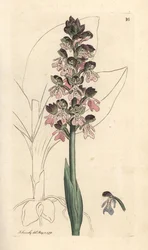 Militær orchis, Orchis militaris (Orchis warrior) Håndfarget kobberstikk etter en illustrasjon av James Sowerby fra James Smith's English Botany, London