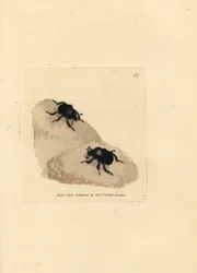 Minotaurbille, Typhaeus typhoeus (Scarabaeus pumilus). Håndfarget kobberstikk av James Sowerby fra The British Miscellany, eller fargede figurer av nye, sjeldne eller lite kjente dyreemner.