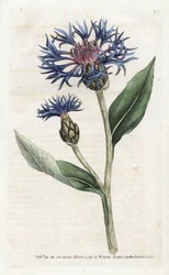 Mountain Centauree or Perennial Blueberry - Litografi av James Sowerby (1757-1822), fra William Curtis's Botanical Magazine (1746-1799)
