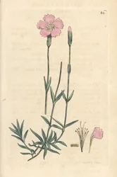 Fjellrosa, Dianthus caesius. Håndfarget kobberstikk etter en illustrasjon av James Sowerby fra James Smith's English Botany, London