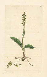 Moskusorkide, Herminium monorchis (Musk orchis, Ophrys monorchis). Håndfarget kobberstikk etter en illustrasjon av James Sowerby fra James Smith's English Botany, London