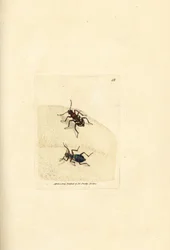 Nordlig dunetigerbille, Cicindela hybrida. Håndfarget kobberstikk av James Sowerby fra The British Miscellany, eller fargede figurer av nye, sjeldne eller lite kjente dyreemner.