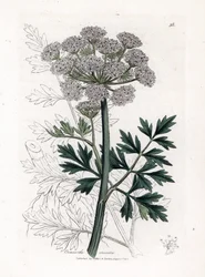 Oenanthe safranee - Hemlock vanndråpeurt, Oenanthe crocata. Håndfarget kobberstikk fra en botanisk illustrasjon av James Sowerby fra William Woodville og Sir William Jackson Hookers "" Medical Botany,"" John Bohn, London