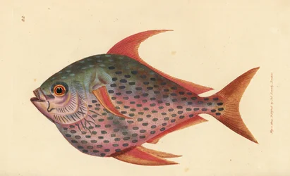 Opah, Lampris guttatus (Zeus opah). Håndfarget kobberstikk av James Sowerby fra The British Miscellany, eller fargede figurer av nye, sjeldne eller lite kjente dyreemner.