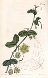 Pasjonsblomst variant - Passiflora biflora (Pasjonsblomst med halvmåneblad, Passiflora lunata). Håndfarget kobberstikk av Weddell etter en illustrasjon av James Sowerby fra Samuel Curtis' "" Botanical Magazine,"" London