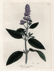 Peppermynte. Håndfarget kobberstikk fra en tegning av James Sowerby (1757-1822), i Botanique Medicinale