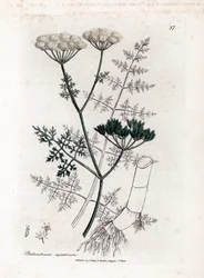 Phellandrium aquatium - Finbladet vannlokk, Phellandrium aquatium. Håndfarget kobberstikk fra en botanisk illustrasjon av James Sowerby fra William Woodville og Sir William Jackson Hookers "" Medical Botany,"" John Bohn, London