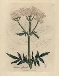 Rosa blomstret valerian, Valeriana officinalis