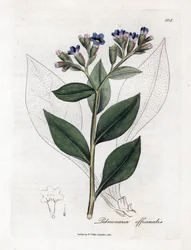 Pulmonal officinale - Lungeurt, Pulmonia officinalis. Håndfarget kobberstikk fra en botanisk illustrasjon av James Sowerby fra William Woodville og Sir William Jackson Hookers "" Medical Botany,"" John Bohn, London