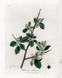 Avrensende eller rensende tindved - Rensende tindved, Rhamnus catharticus. Håndfarget kobberstikk fra en botanisk illustrasjon av James Sowerby fra William Woodville og Sir William Jackson Hookers "" Medical Botany,"" John Bohn, London