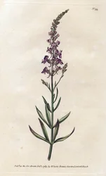 Purple Linar - Litografi av James Sowerby (1757-1822), fra William Curtis's Botanical Magazine (1746-1799)