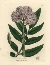 Lillablomstret dverghylletre, Sambucus ebulus