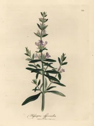 Lillablomstret isop, Hyssopus officinalis