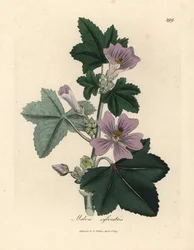 Lillablomstret malva, Malva sylvestris