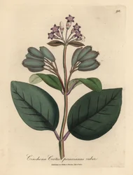 Lillablomstret rødt peruansk barktre, Cinchona cortex peruvianus ruber