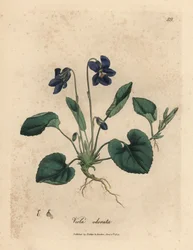 Lillablomstret søtfiolett, Viola odorata