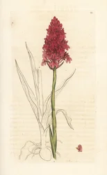 Pyramidal orkide, Anacamptis pyramidalis (Pyramidal orchis, Orchis pyramidalis). Håndfarget kobberstikk etter en illustrasjon av James Sowerby fra James Smith's English Botany, London