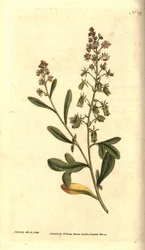 Reseda odorant - Søtduftende reseda eller mignonette, Reseda odorata. Håndfarget kobberstikk og botanisk illustrasjon av James Sowerby fra William Curtis' The Botanical Magazine, Lambeth Marsh, London
