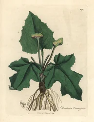 Røtter, rhizom, blader og blomst av contrayerva, Dorstenia contrajerva
