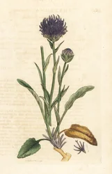 Rundhodet rampion, Phyteuma orbiculare (Phyteuma orbicularis) (Orbicular Rapunzel) Håndfarget kobberstikk etter en illustrasjon av James Sowerby fra James Smith's English Botany, London
