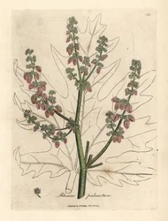 Rubarbblomster og stilk, bladomriss, Rheum palmatum