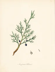 Sabine einer - Vanlig savin eller einer savin, Juniperus sabina. Hentet fra en illustrasjon av James Sowerby fra William Woodville og Sir William Jackson Hookers "Medical Botany." Håndkolorert sinkograf av C. Chabot tegnet av Miss MA Burnett fra 