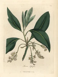 Sassafras tre, Laurus sassafras