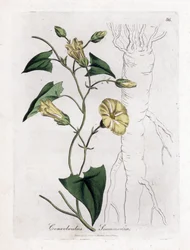 Scamonee - Scammony bindweed, Convolvulus scammonia. Håndfarget kobberstikk fra en botanisk illustrasjon av James Sowerby fra William Woodville og Sir William Jackson Hookers "" Medical Botany,"" John Bohn, London