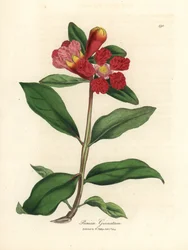 Skarlagensrødt blomstret granatepletre, Punica granatum