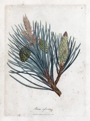 Skovfuru - Skovgran eller furu, Pinus sylvestris. Håndfarget kobberstikk fra en botanisk illustrasjon av James Sowerby fra William Woodville og Sir William Jackson Hookers "" Medical Botany,"" John Bohn, London
