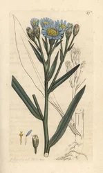 Havaster, Tripolium pannonicum subsp. tripolium (Sea starwort, Aster tripolium) (Aster maritime) Håndfarget kobberstikk etter en illustrasjon av James Sowerby fra James Smith's English Botany, London