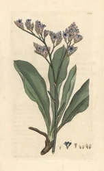 Havlavendel, Limonium vulgare (Statice limonium) (sjølavendel) Håndfarget kobberstikk etter en illustrasjon av James Sowerby fra James Smith's English Botany, London