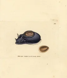 Sjøsnegl eller havhare, Aplysia punctata (Aplysia hybrida). Håndfarget kobberstikk av James Sowerby fra The British Miscellany, eller fargede figurer av nye, sjeldne eller lite kjente dyreemner.