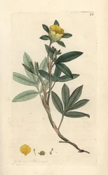 Shrubby cinquefoil, Dasiphora fruticosa eller Potentilla fruticosa (Cinquefoil frutescente ou la cinquefoil shbustive) Håndfarget kobberstikk etter en illustrasjon av James Sowerby fra James Smith's English Botany, London