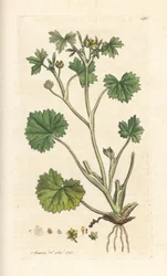 Smørblomst, Ranunculus parviflorus (smørblomst) Håndfarget kobberstikk etter en illustrasjon av James Sowerby fra James Smith's English Botany, London