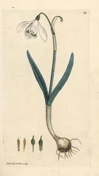 Snøklokke, Galanthus nivalis. Håndfarget kobberstikk etter en illustrasjon av James Sowerby fra James Smith's English Botany, London