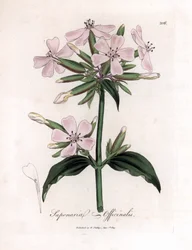 Såpeurt, Saponaria officinalis. Håndfarget kobberstikk fra en botanisk illustrasjon av James Sowerby fra William Woodville og Sir William Jackson Hookers "" Medical Botany,"" John Bohn, London