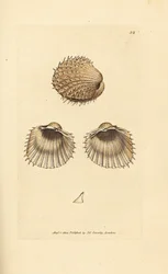 Pigget hjerteskjell, Acanthocardia aculeata (Cardium spinosum). Håndkolorert kobberstikk av James Sowerby fra The British Miscellany, or Coloured figures of new, rare, or little known animal subjects.