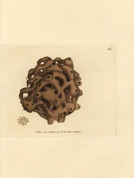Svamp, Haliclona cinerea (kansellert svamp, Spongia cancellata). Håndfarget kobberstikk av James Sowerby fra The British Miscellany, eller fargede figurer av nye, sjeldne eller lite kjente dyreemner.