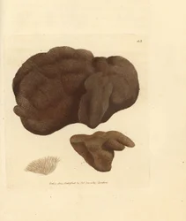 Svamp, Spongionella pulchella (Spongia pulchella). Håndfarget kobberstikk av James Sowerby fra The British Miscellany, eller fargede figurer av nye, sjeldne eller lite kjente dyreemner.