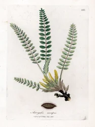 Stemless Astragalus - Stemless milkvetch, Astragalus excapus. Håndfarget kobberstikk fra en botanisk illustrasjon av James Sowerby fra William Woodville og Sir William Jackson Hookers "" Medical Botany,"" John Bohn, London