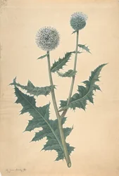 Studie av en tistel, før 1822.